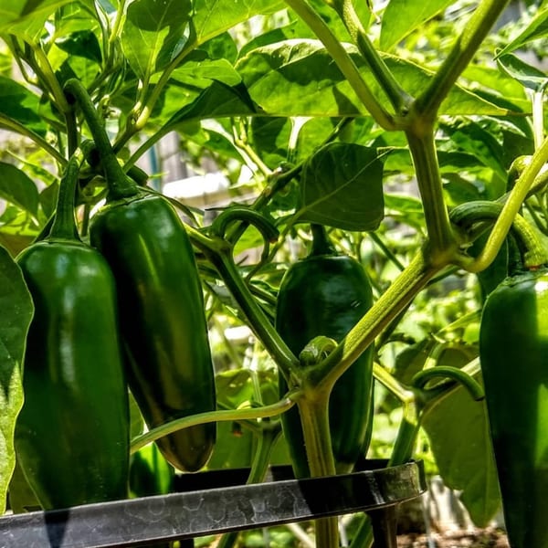 Close-up of vibrant green peppers growing on a plant, surrounded by lush green leaves.