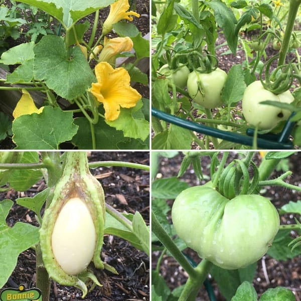 Four-panel collage of garden vegetables: squash blossoms, green tomatoes, and an unripe eggplant.