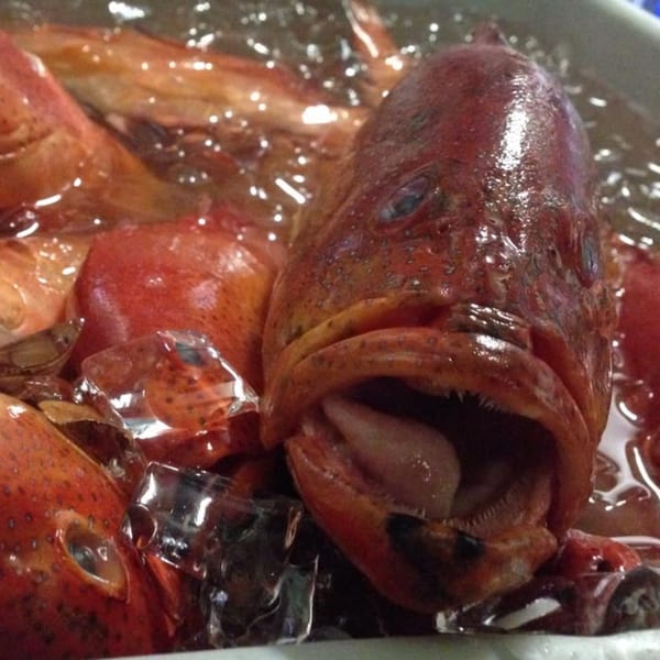 Fresh red snapper with an open mouth, surrounded by ice and water, ready for Monticello's Italian cuisine.