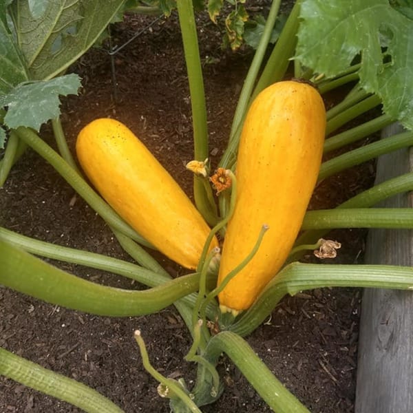 Two bright yellow zucchini growing on a plant with large green leaves and dark soil.