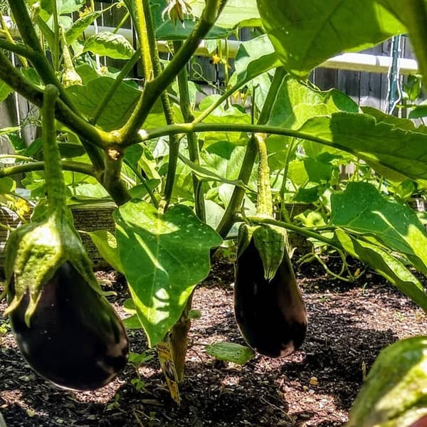 Two dark purple eggplants hang from a vibrant green plant in a garden bed.