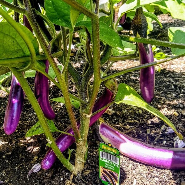 Purple Japanese eggplants growing on a plant in rich soil, with a plant tag visible.
